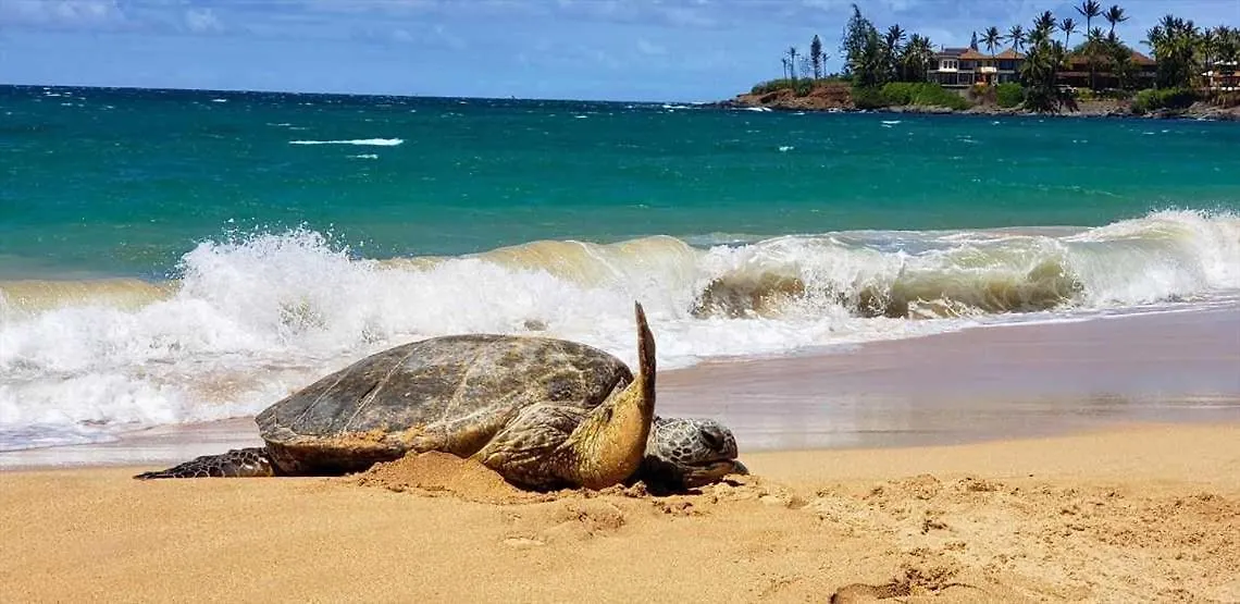 Σπίτι διακοπών Ma'Alaea Banyans 209 Βίλα Wailuku